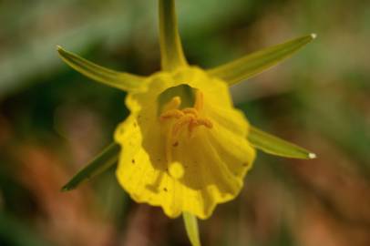 Fotografia da espécie Narcissus bulbocodium