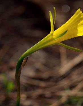 Fotografia 13 da espécie Narcissus bulbocodium no Jardim Botânico UTAD