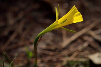 Fotografia da espécie Narcissus bulbocodium