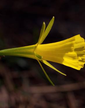 Fotografia 14 da espécie Narcissus bulbocodium no Jardim Botânico UTAD