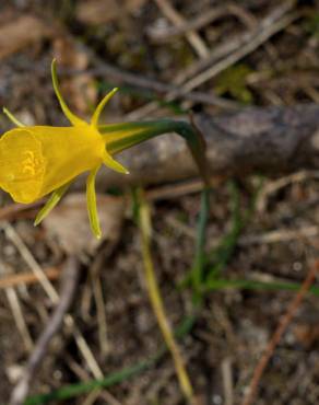 Fotografia 15 da espécie Narcissus bulbocodium no Jardim Botânico UTAD
