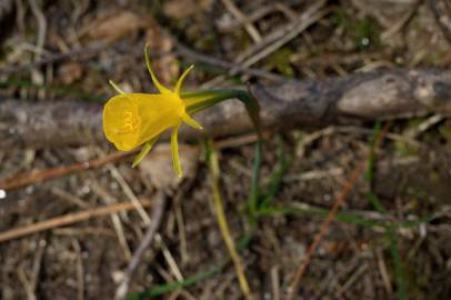 Fotografia da espécie Narcissus bulbocodium