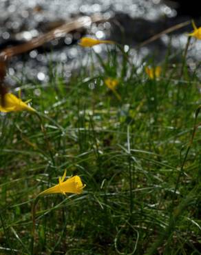Fotografia 16 da espécie Narcissus bulbocodium no Jardim Botânico UTAD