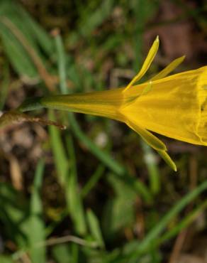 Fotografia 17 da espécie Narcissus bulbocodium no Jardim Botânico UTAD