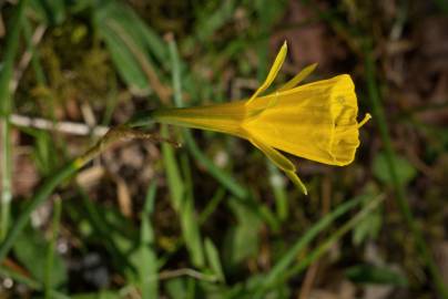 Fotografia da espécie Narcissus bulbocodium