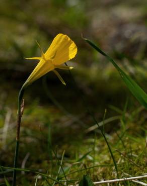 Fotografia 18 da espécie Narcissus bulbocodium no Jardim Botânico UTAD