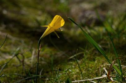 Fotografia da espécie Narcissus bulbocodium