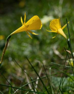 Fotografia 19 da espécie Narcissus bulbocodium no Jardim Botânico UTAD