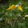 Fotografia 19 da espécie Narcissus bulbocodium do Jardim Botânico UTAD