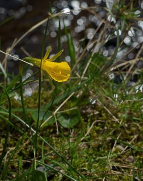 Fotografia 20 da espécie Narcissus bulbocodium no Jardim Botânico UTAD
