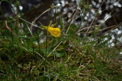 Fotografia da espécie Narcissus bulbocodium