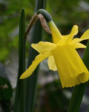 Fotografia 3 da espécie Narcissus pseudonarcissus subesp. pseudonarcissus no Jardim Botânico UTAD