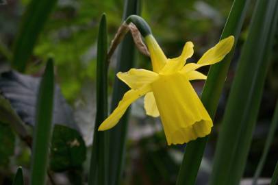 Fotografia da espécie Narcissus pseudonarcissus subesp. pseudonarcissus