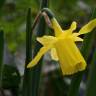 Fotografia 3 da espécie Narcissus pseudonarcissus subesp. pseudonarcissus do Jardim Botânico UTAD