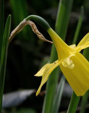 Fotografia 4 da espécie Narcissus pseudonarcissus subesp. pseudonarcissus no Jardim Botânico UTAD