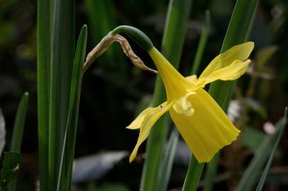 Fotografia da espécie Narcissus pseudonarcissus subesp. pseudonarcissus
