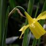 Fotografia 4 da espécie Narcissus pseudonarcissus subesp. pseudonarcissus do Jardim Botânico UTAD