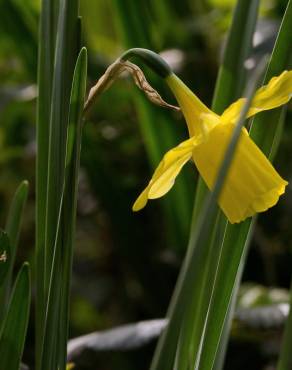 Fotografia 5 da espécie Narcissus pseudonarcissus subesp. pseudonarcissus no Jardim Botânico UTAD