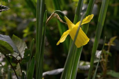 Fotografia da espécie Narcissus pseudonarcissus subesp. pseudonarcissus