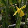 Fotografia 5 da espécie Narcissus pseudonarcissus subesp. pseudonarcissus do Jardim Botânico UTAD