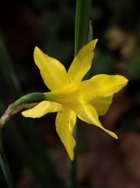 Fotografia da espécie Narcissus pseudonarcissus subesp. pseudonarcissus