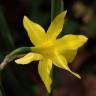 Fotografia 6 da espécie Narcissus pseudonarcissus subesp. pseudonarcissus do Jardim Botânico UTAD