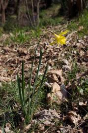 Fotografia da espécie Narcissus pseudonarcissus subesp. pseudonarcissus