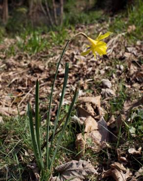 Fotografia 7 da espécie Narcissus pseudonarcissus subesp. pseudonarcissus no Jardim Botânico UTAD