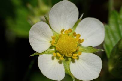 Fotografia da espécie Fragaria vesca subesp. vesca