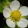 Fotografia 4 da espécie Fragaria vesca subesp. vesca do Jardim Botânico UTAD