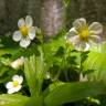 Fotografia 5 da espécie Fragaria vesca subesp. vesca do Jardim Botânico UTAD