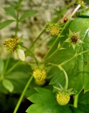 Fotografia 7 da espécie Fragaria vesca subesp. vesca no Jardim Botânico UTAD