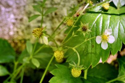 Fotografia da espécie Fragaria vesca subesp. vesca