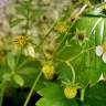 Fotografia 7 da espécie Fragaria vesca subesp. vesca do Jardim Botânico UTAD