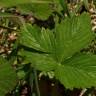 Fotografia 8 da espécie Fragaria vesca subesp. vesca do Jardim Botânico UTAD