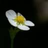 Fotografia 9 da espécie Fragaria vesca subesp. vesca do Jardim Botânico UTAD