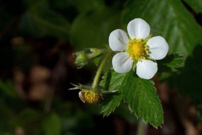 Fotografia da espécie Fragaria vesca subesp. vesca