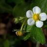 Fotografia 10 da espécie Fragaria vesca subesp. vesca do Jardim Botânico UTAD