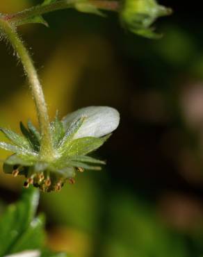 Fotografia 11 da espécie Fragaria vesca subesp. vesca no Jardim Botânico UTAD