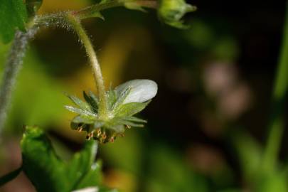 Fotografia da espécie Fragaria vesca subesp. vesca