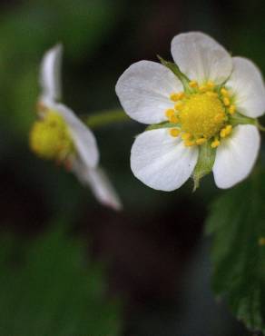 Fotografia 12 da espécie Fragaria vesca subesp. vesca no Jardim Botânico UTAD