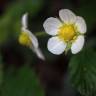 Fotografia 12 da espécie Fragaria vesca subesp. vesca do Jardim Botânico UTAD