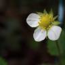 Fotografia 13 da espécie Fragaria vesca subesp. vesca do Jardim Botânico UTAD