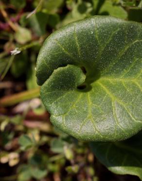 Fotografia 14 da espécie Calystegia soldanella no Jardim Botânico UTAD