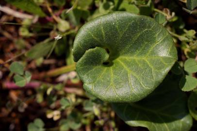 Fotografia da espécie Calystegia soldanella