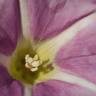 Fotografia 15 da espécie Calystegia soldanella do Jardim Botânico UTAD