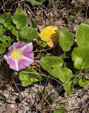 Fotografia 16 da espécie Calystegia soldanella no Jardim Botânico UTAD