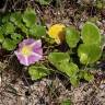 Fotografia 16 da espécie Calystegia soldanella do Jardim Botânico UTAD