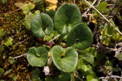 Fotografia da espécie Calystegia soldanella