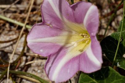 Fotografia da espécie Calystegia soldanella